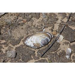 White mussel shell in mud.