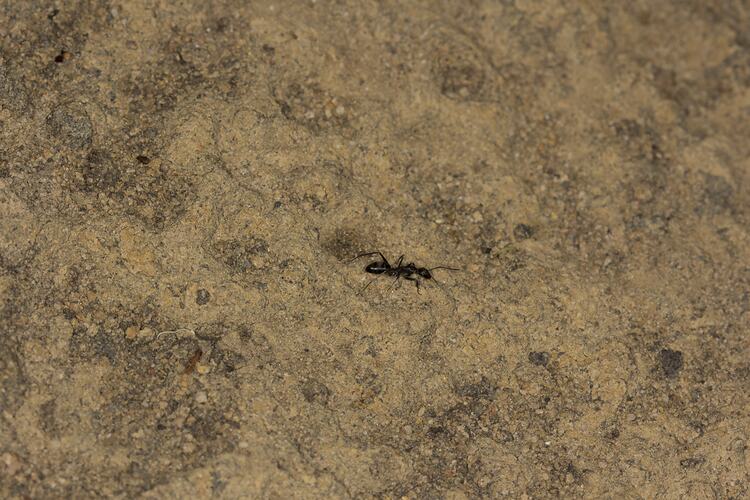 <em>Camponotus</em> sp., carpenter ants. Grampians National Park, Victoria.