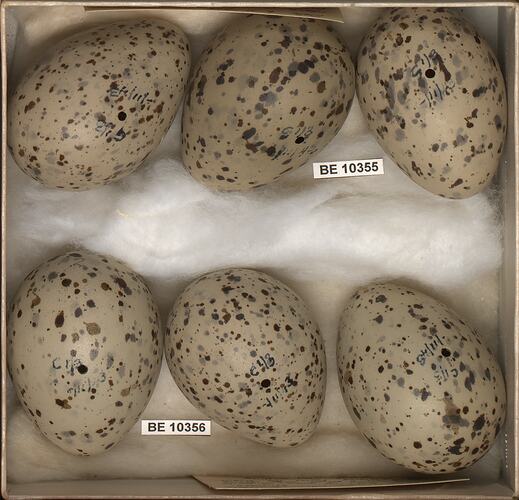 Six bird eggs with specimen labels in box.