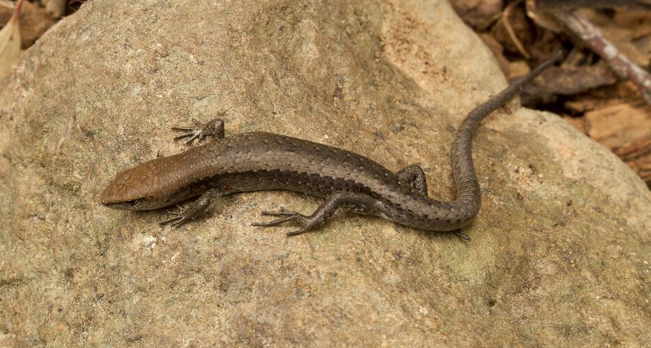 Brown lizard with lighter brown head on rock.