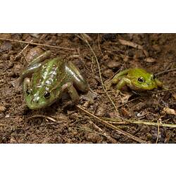 Large and small green frogs wth brown markings.