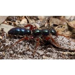 An iridescent Blue Ant walking across sand.