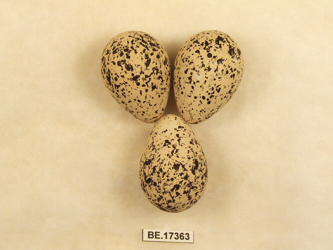 Three bird eggs with specimen label.