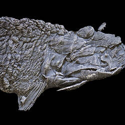 Flattened fossil fish specimen on black background.