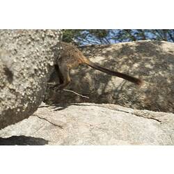 Brush-tailed Rock-wallaby.
