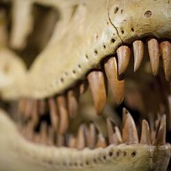 Detail of teeth of tyrannosaurid dinosaur cast.
