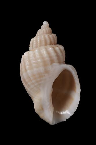 <em>Cancellaria (Sydaphera) granosa</em>, Granose Cross-barred Shell, shell.  Registration no. F 178989.
