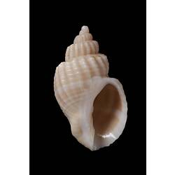 <em>Cancellaria (Sydaphera) granosa</em> Sowerby, 1832