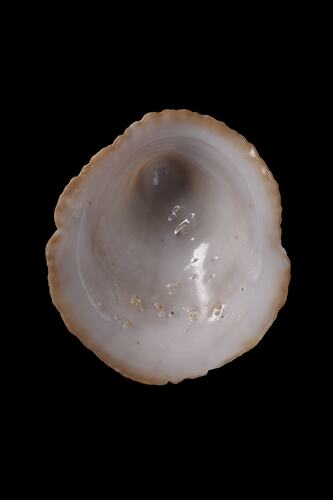 <em>Sabia australis</em>, hoof snail, shell.  Registration no. F 179938.