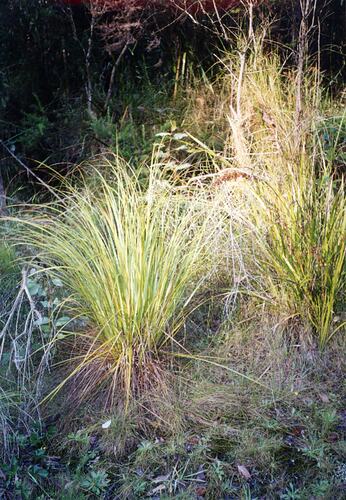 Strame' (Reeds) Growing at Giovanni D'Aprano Property, Nudgee, Victoria, 1989