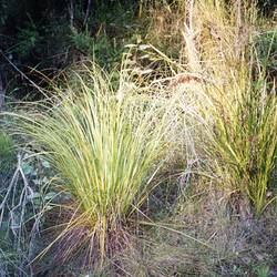 Digital Photograph - 'Strame' (Reeds) Growing at Giovanni D'Aprano Property, Noogee, Victoria, 1989