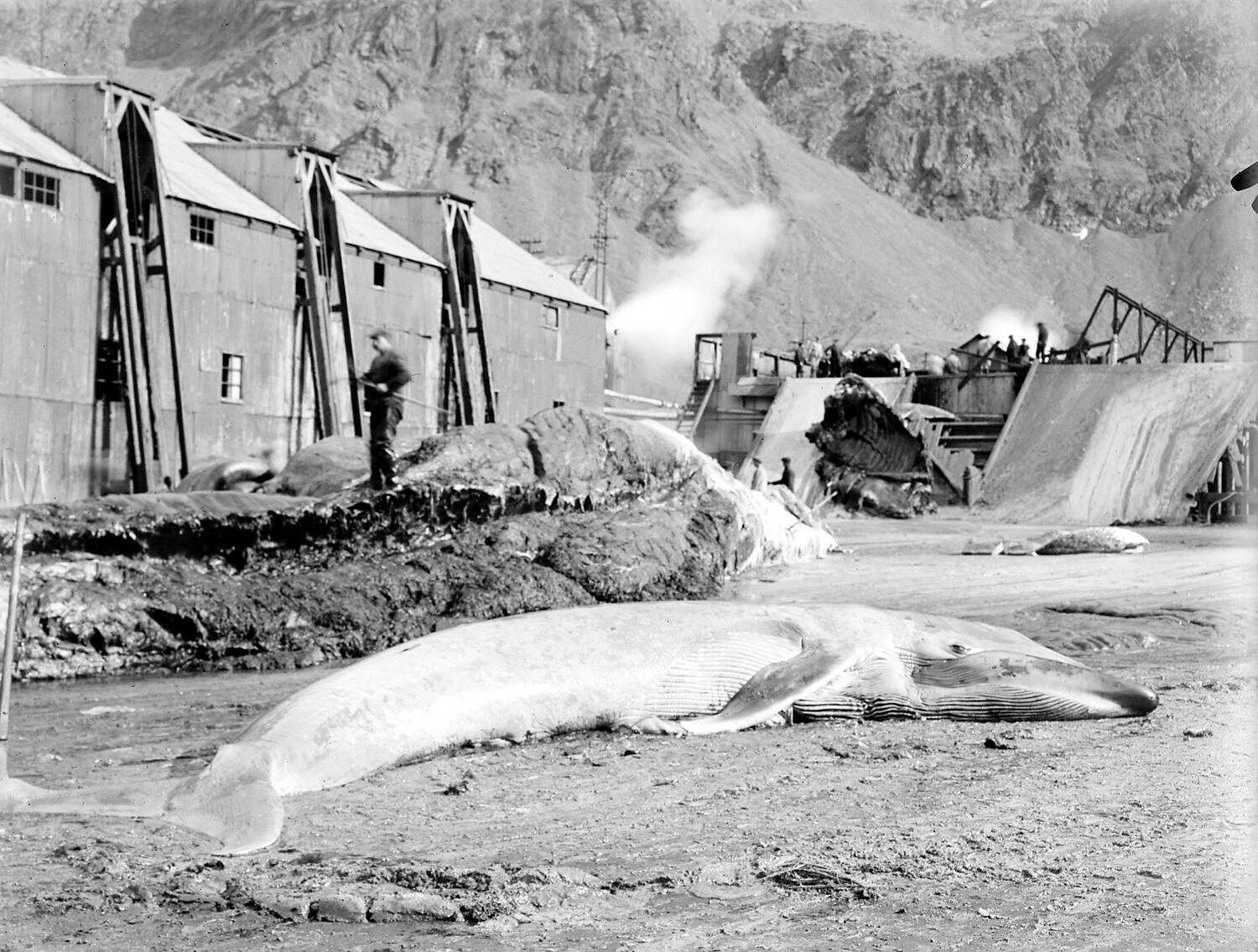 Glass Negative - by George Rayner, South Georgia, Apr 1928