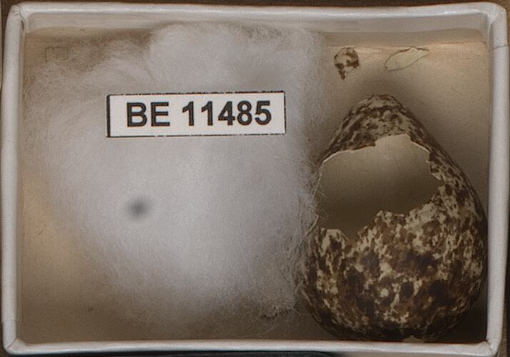 Broken bird egg with specimen label in round box.