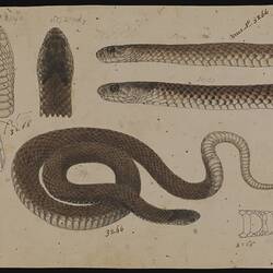 Watercolour, pencil and Indian ink illustration - Hoplocephalus superbus, The Copper-head Snake, by Arthur Bartholomew
