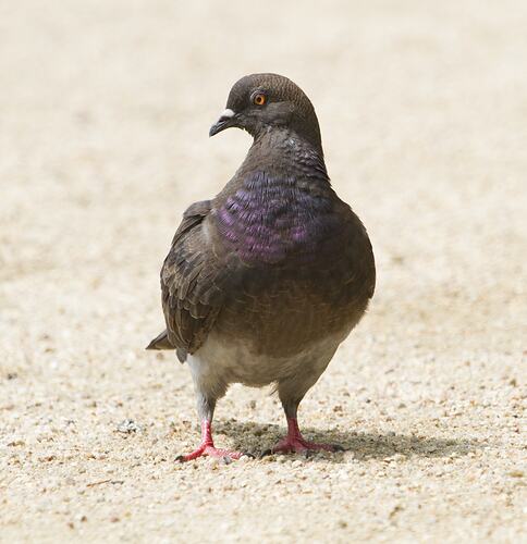 Pigeon standing on ground.