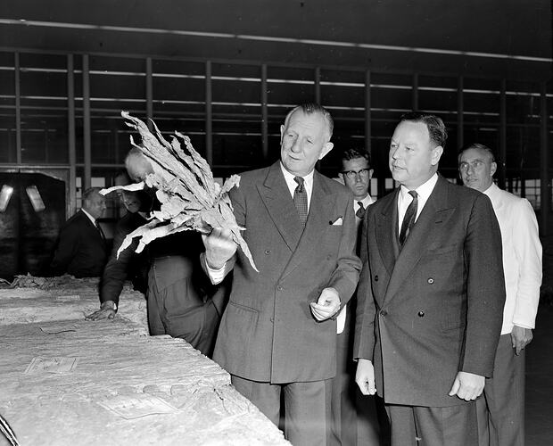 W.D. & H.O. Wills, Men Looking at Tobacco Leaves, Victoria, 04 Jun 1959