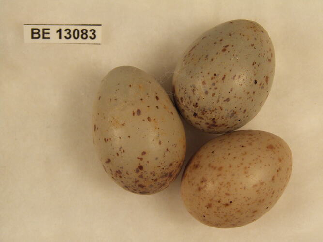 Three bird eggs with specimen label.