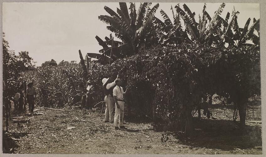 'Scenes on Thomas and Roberts' plantation on the Daly River 2 miles above the landing.'; 'Grenadilla vines and fruit.'.