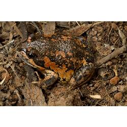 Orange and brown frog on orange-brown soil surface.