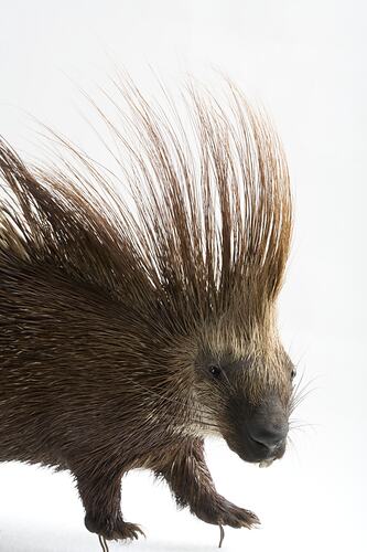 Taxidermied porcupine specimen with long bushy quills.