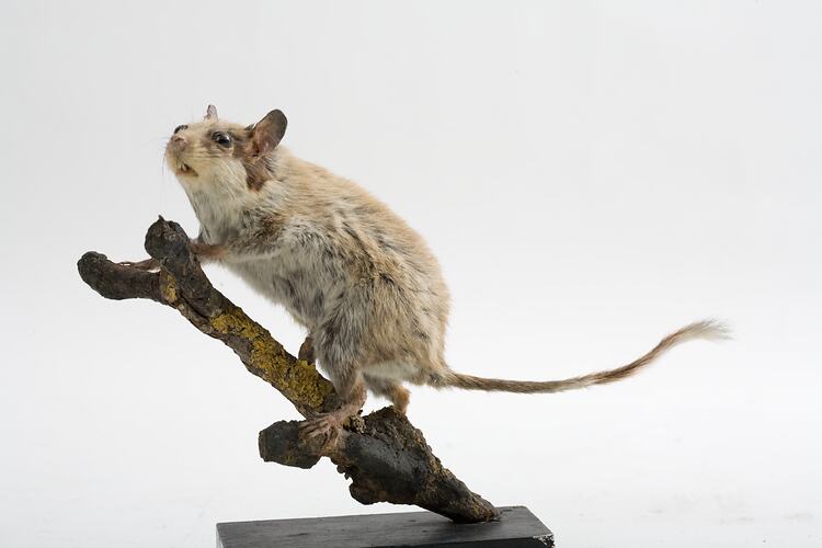 Taxidermied rodent specimen mounted to a branch.