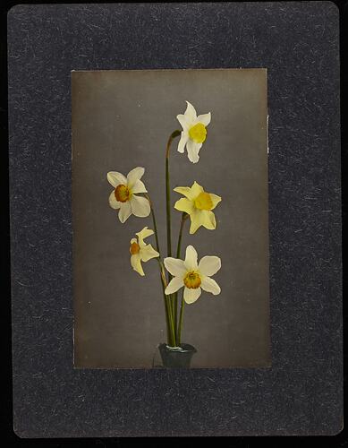 Still life of white daffodil flowers in a vase.