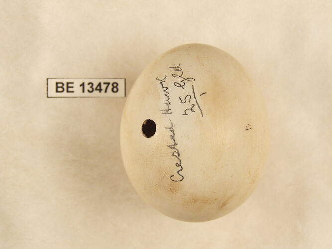 Bird egg with specimen label.