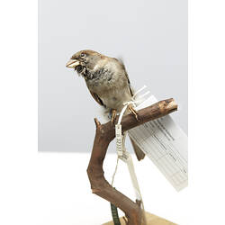 Taxidermied Sparrow with labels, front view.
