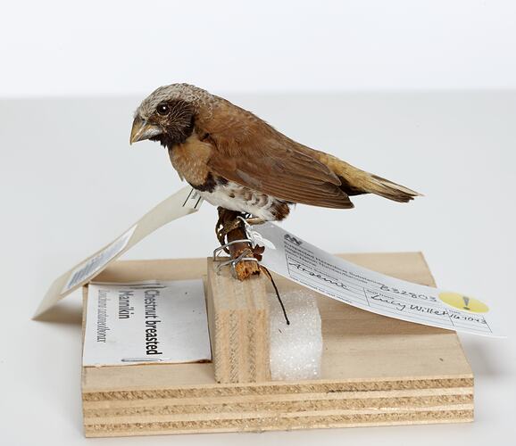 Side view of small bird specimen mounted on branch.