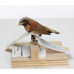 Side view of small bird specimen mounted on branch.