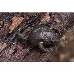 Dark brown frog with yellow armpits on bark.