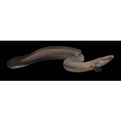 Long, brown eel against black background, side view, slightly curved.