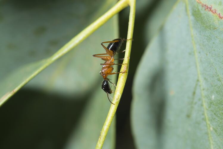 Orange and black ant on a vertical stem.