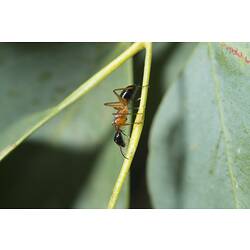 <em>Camponotus consobrinus</em> (Erichson, 1842), Sugar Ant