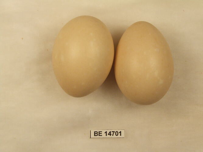 Two bird eggs with specimen label.