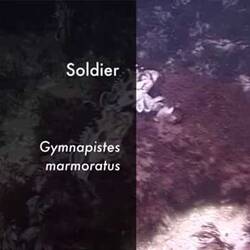 Silent footage of the Soldier, <em>Gymnapistes marmoratus</em>.