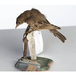 Side view of small brown bird specimen mounted on plinth.