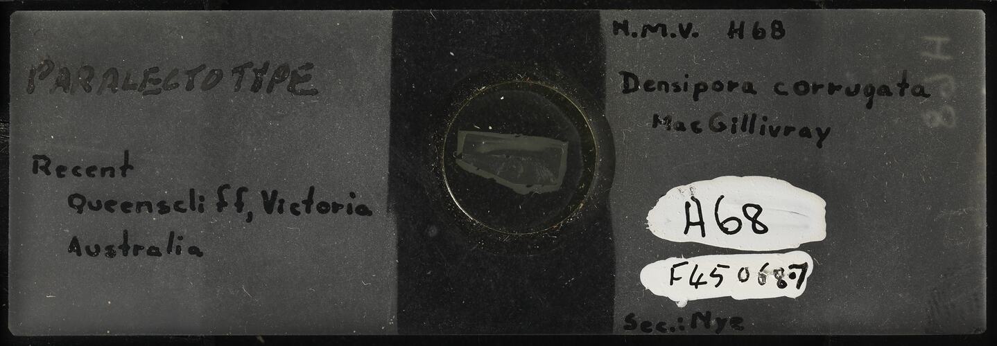 Bryozoan specimen mounted on glass microslide.