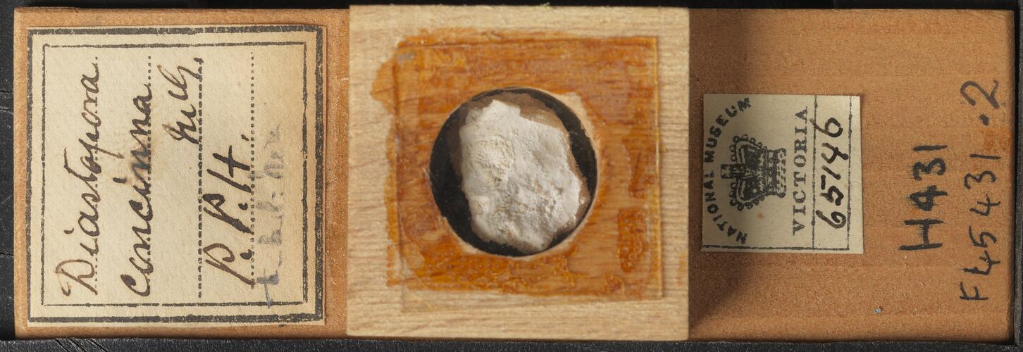 Bryozoan specimen in wooden microslide with handwritten labels.