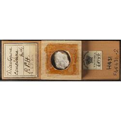 Bryozoan specimen in wooden microslide with handwritten labels.