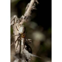 Family Araneidae, orb-weaver spider. Budj Bim Cultural Heritage Landscape, Victoria.