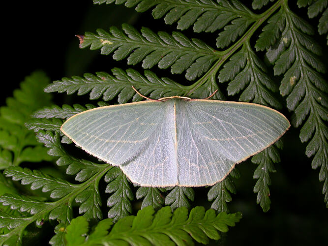 Cream-white moth on branching leafy plant.