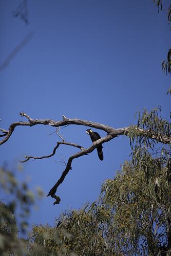 <em>Calyptorhynchus funereus</em>, Yellow-tailed Black-cockatoo. Mitchell River National Park, Victoria.