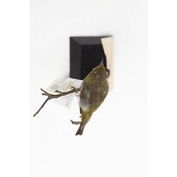 <em>Zosterops pallidus pallidus</em>, Cape White-Eye, mount.  Registration no. 25913.