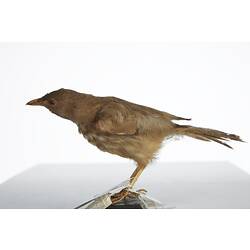 <em>Turdoides striatus somervillei</em>, Jungle Babbler, mount.  Registration no. 54721.