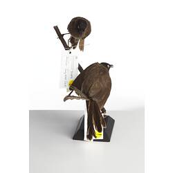 <em>Pycnonotus barbatus layardi</em>, Garden Bulbul, mounts.  Registration nos. 54808 (top) & 54706 (bottom).