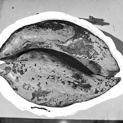 Black and white photo of fossils on rock.