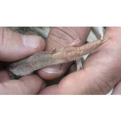 Bandicoot's foot held by researcher.