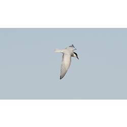 Whiskered Tern.