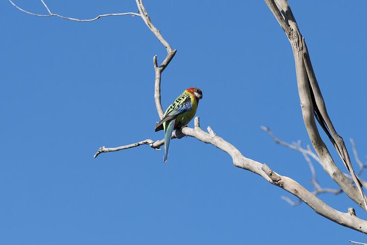 Red, yellow, green and blue parrot on bare branch.